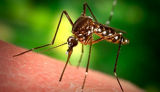 komarec