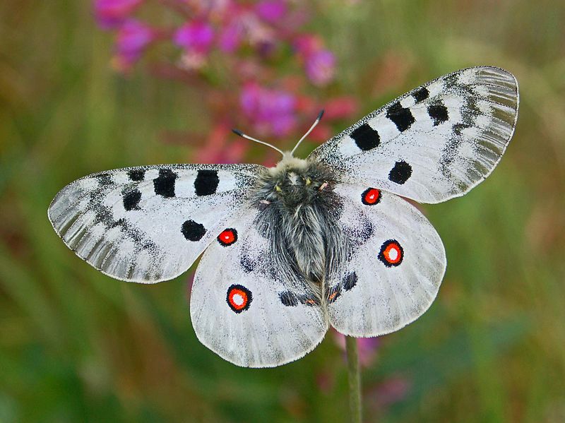 Parnassius_apollo-butterfly