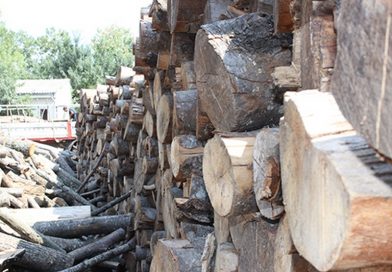 Во ресенско откриена нелегална сеча на дрва, следуваат кривични пријави