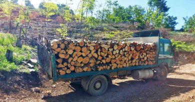 Приведени 12 дрвокрадци во струшко, фатени при бесправна сеча на дрва